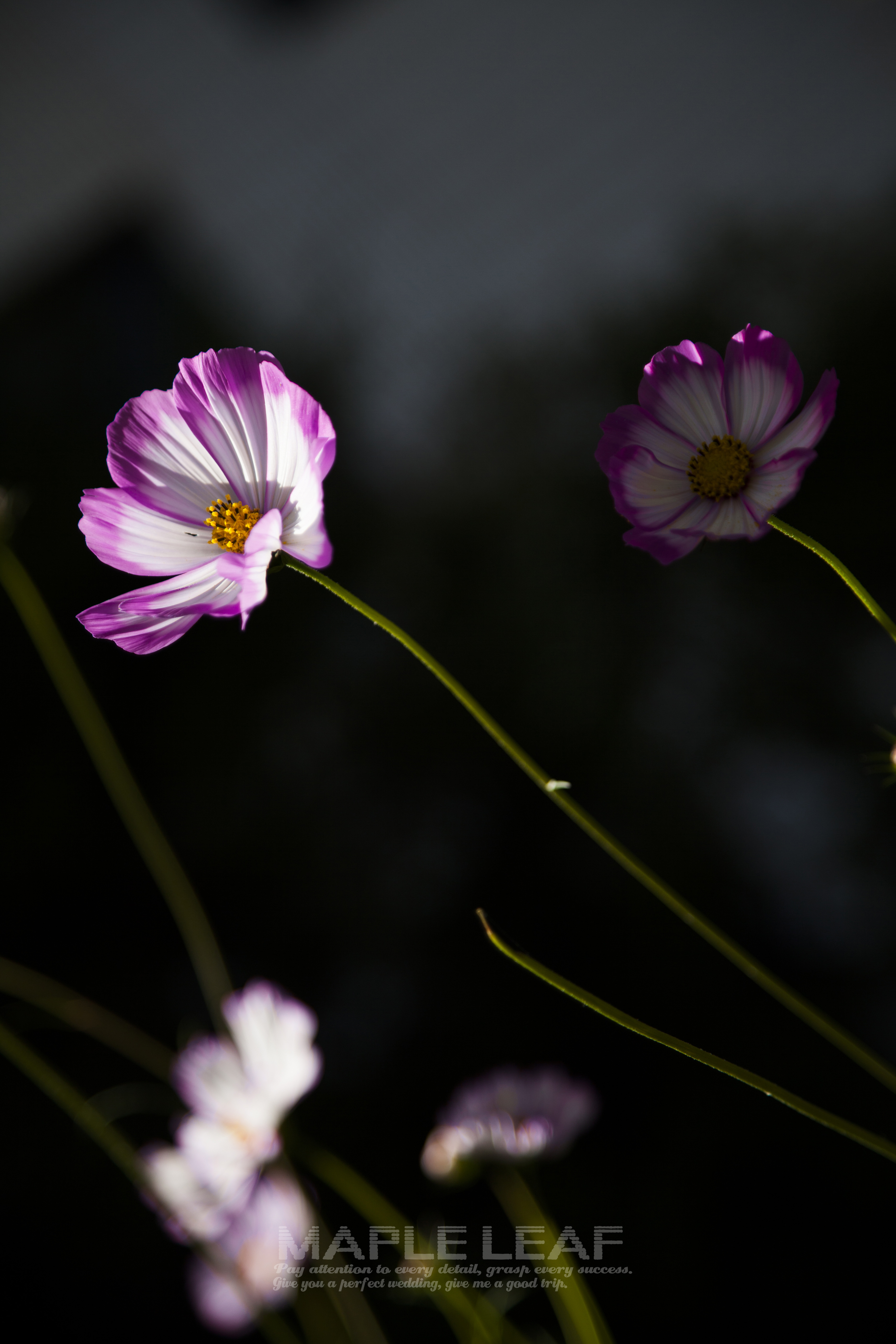 美丽的格桑花,倔强而鲜艳的美丽 作者:maple leaf