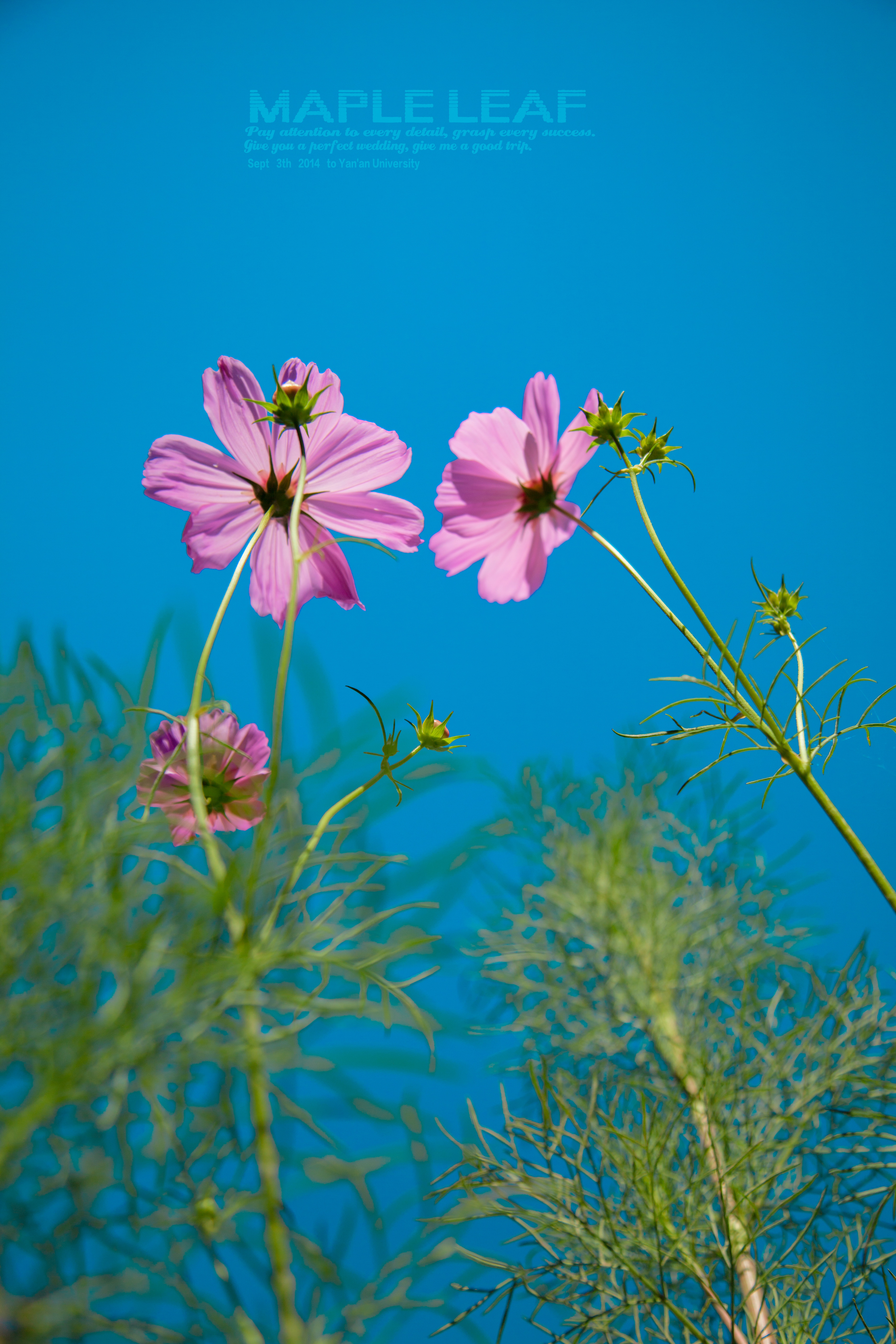 美丽的格桑花,倔强而鲜艳的美丽 作者:maple leaf