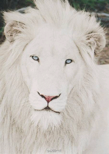 翼狮族白狮图片图片