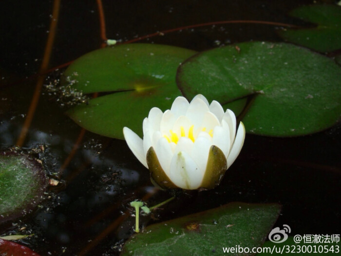 一方一净土,一笑一尘缘.一念一清净,心是莲花开.