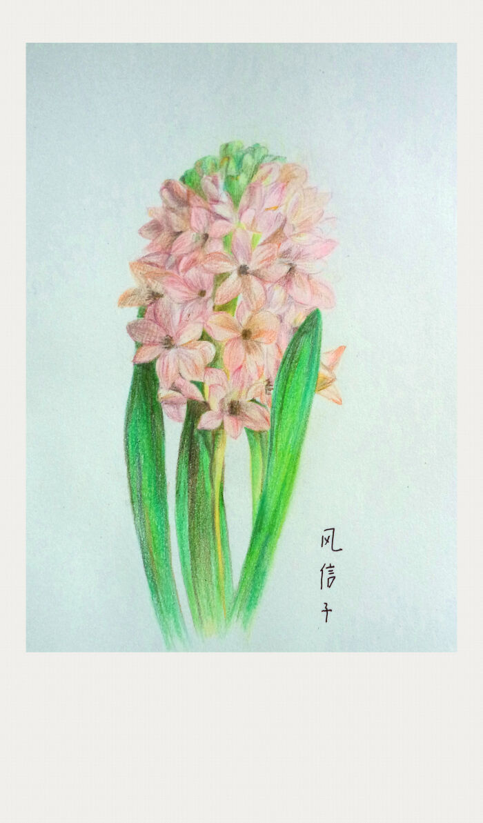 2015年10月6日 22:05   关注  植物 插画 风信子 彩铅 手绘 评论