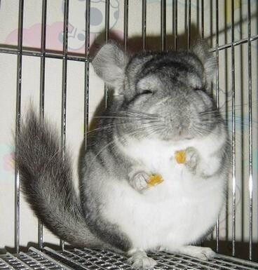 南美洲栗鼠,俗称龙猫