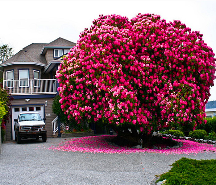 加拿大的这棵树龄高达125岁的树,竟然能开出满满的花