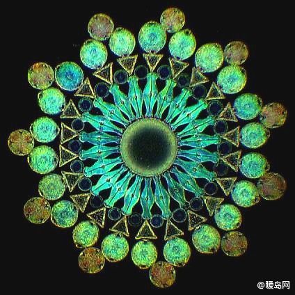 显微镜下的硅藻之美 8