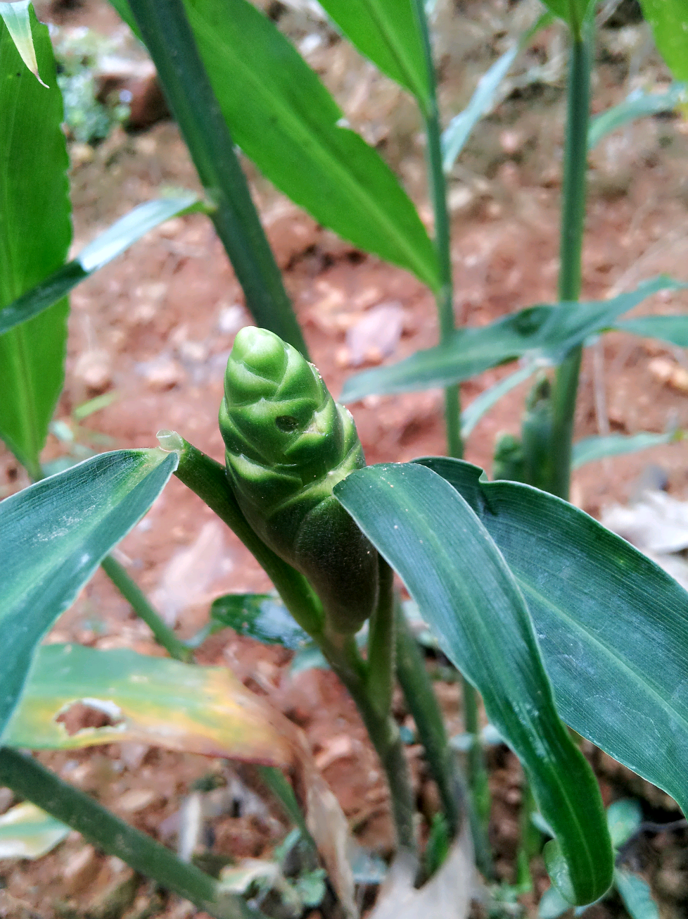 生姜花 