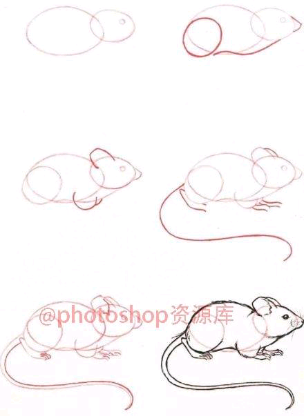 一步一步教你画老鼠图片