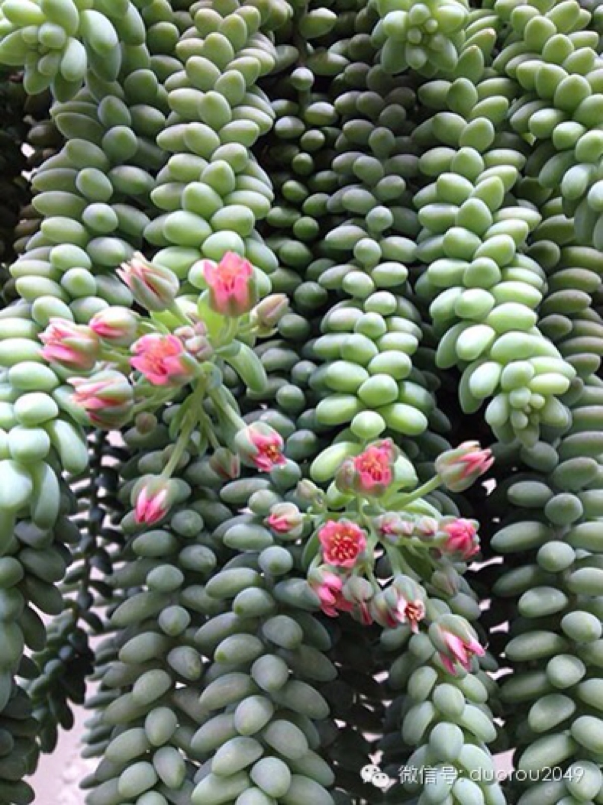 多肉玉缀,待你长发齐腰,我踏七彩祥云来娶你