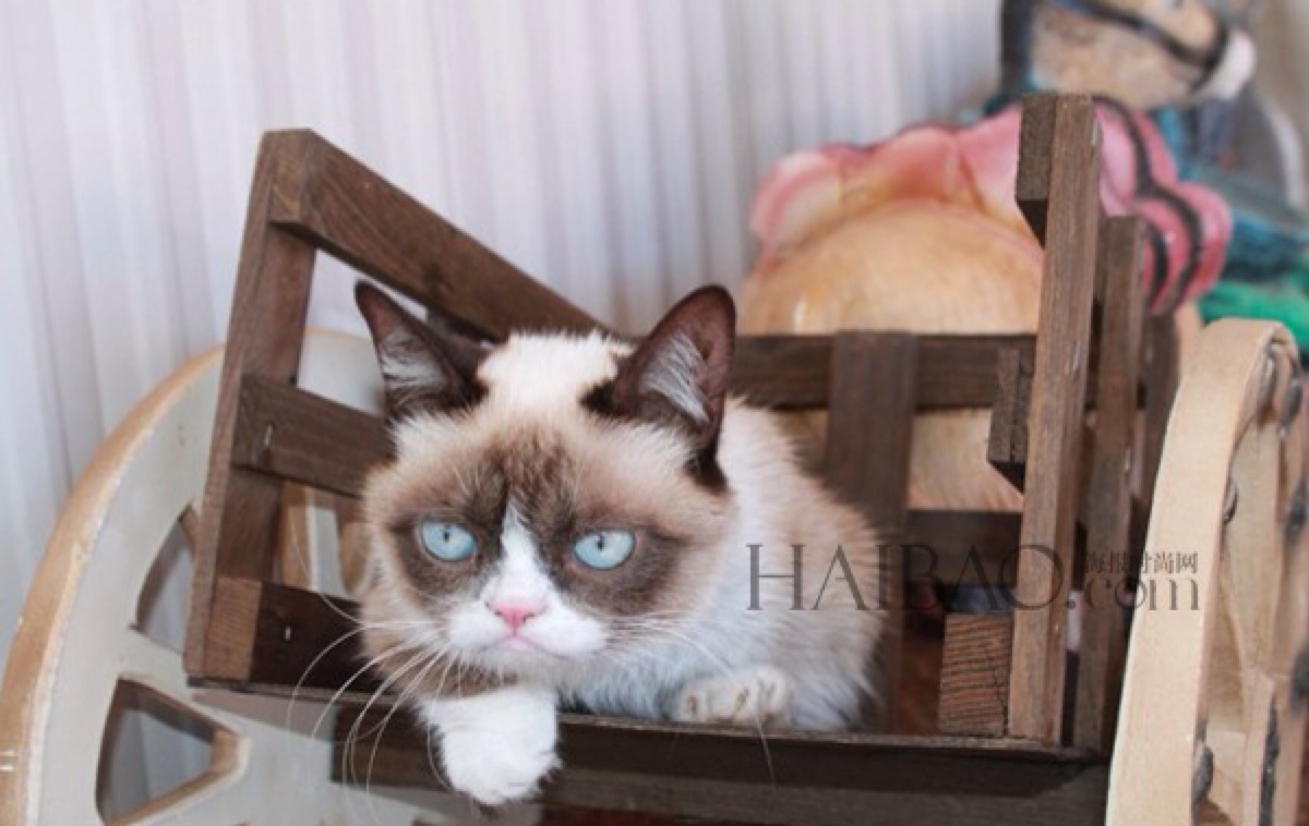 tard是一只红遍全球的猫咪,如果你对这个名字陌生的话,那么,它的别称"