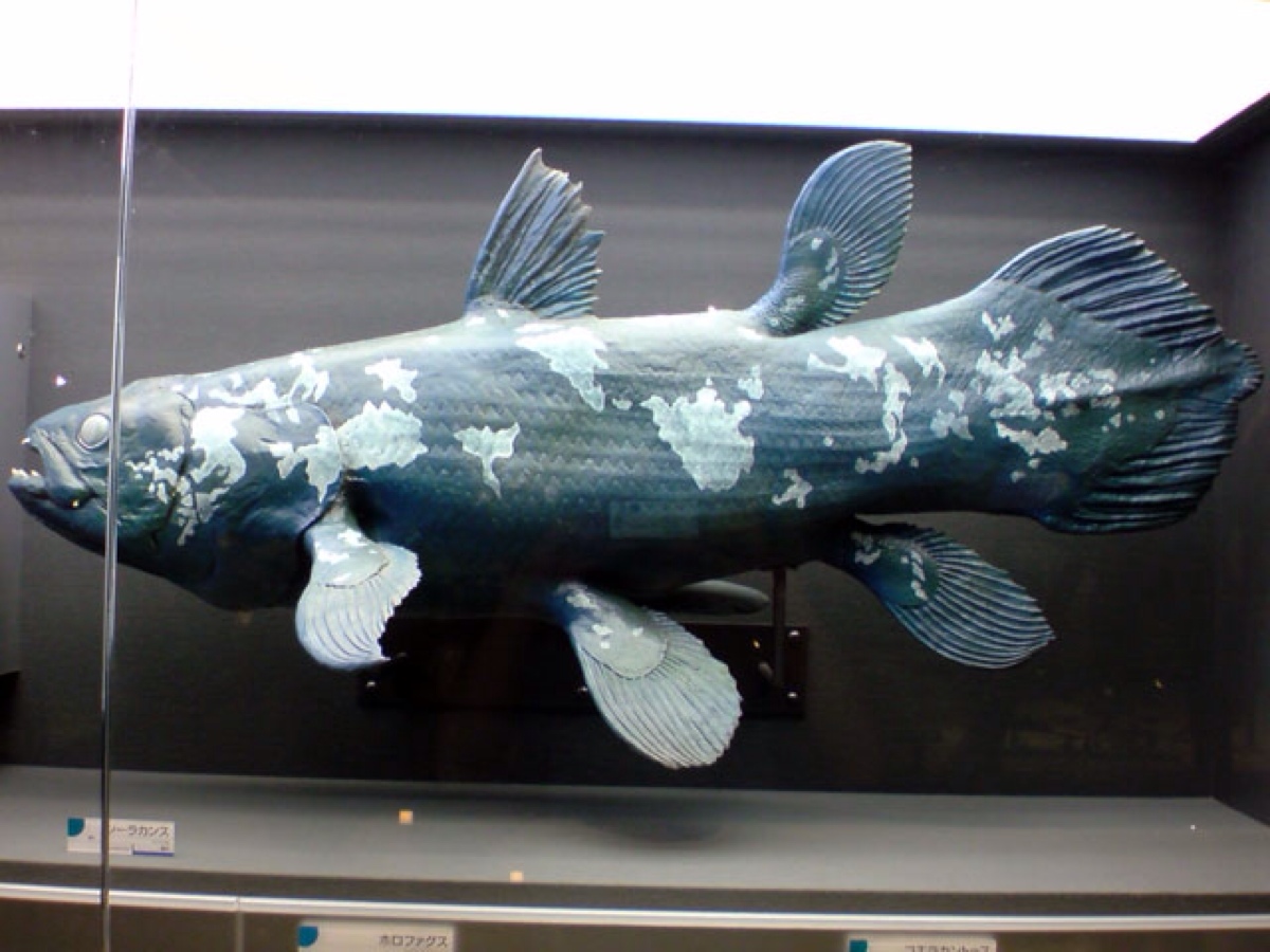 腔棘鱼标本图片