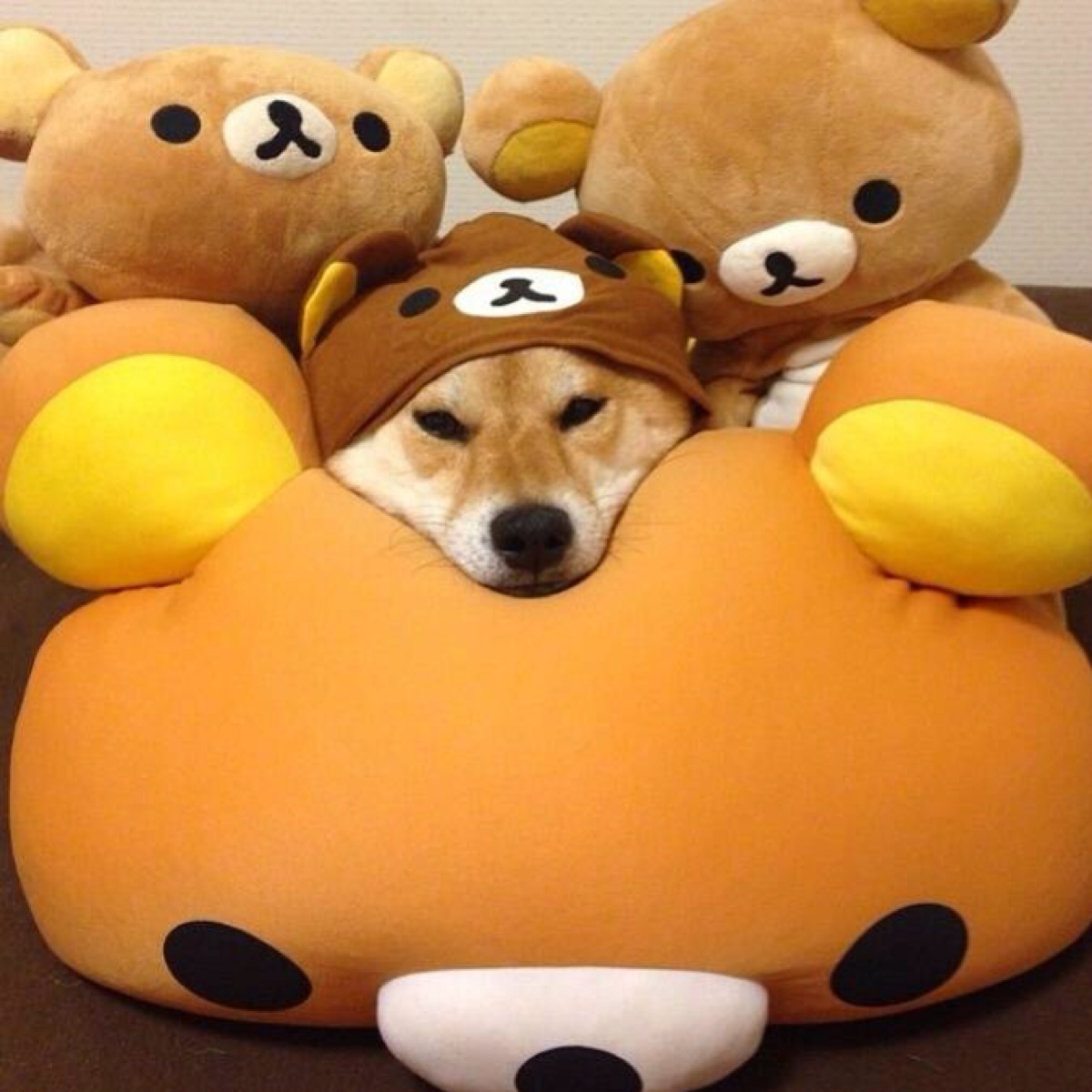 kuma狗狗