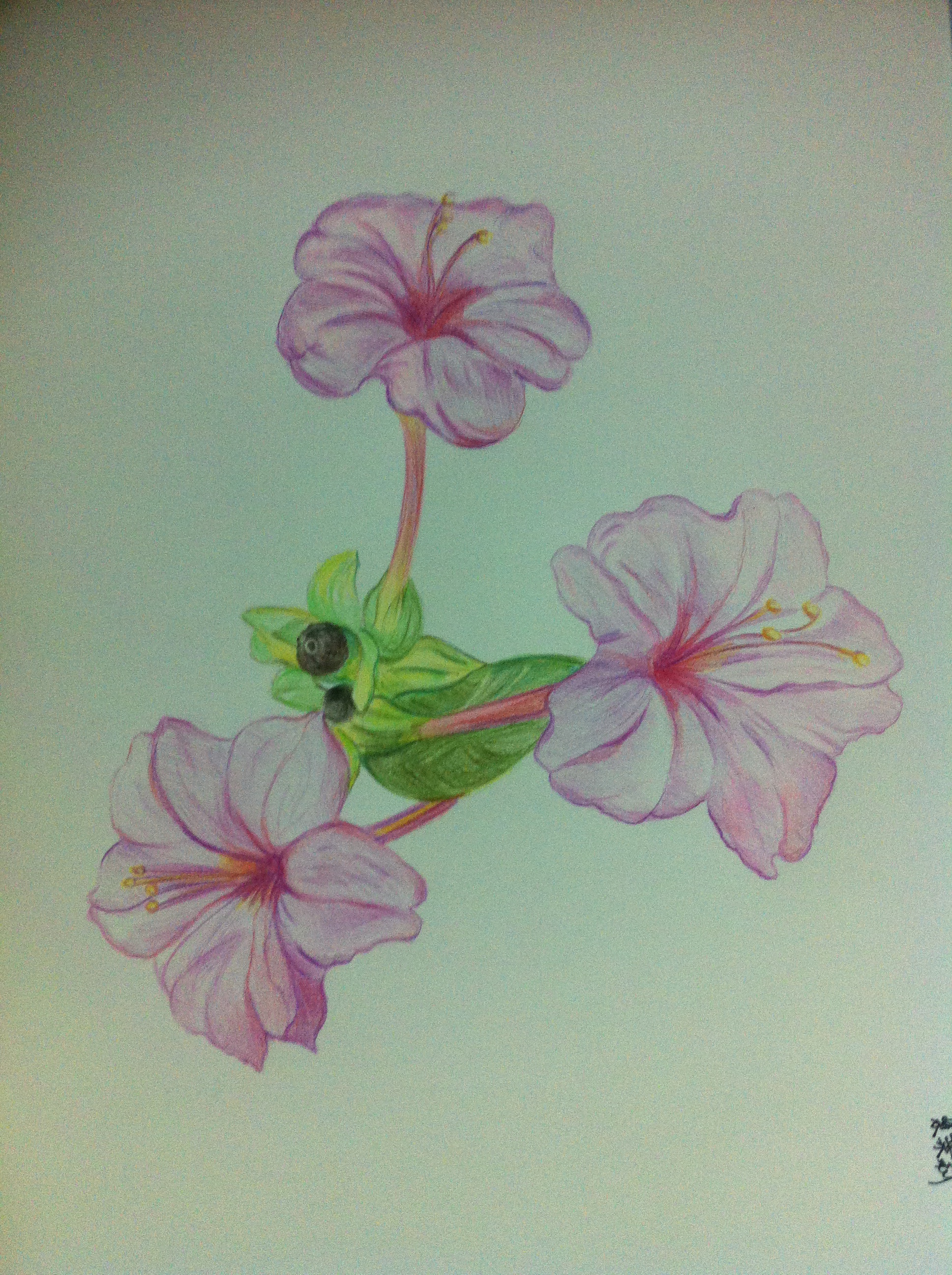 紫茉莉 多年生草本花卉,常作一年生栽培.喜阴.