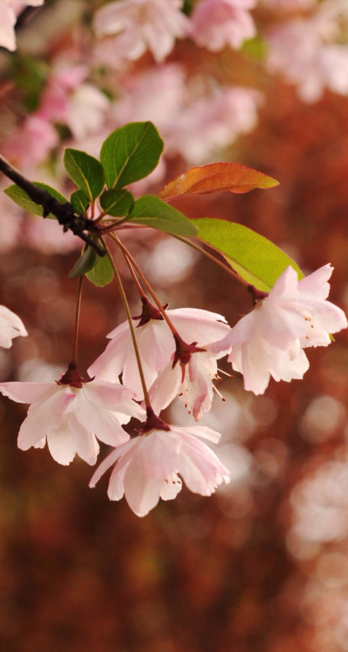 樱花 高清 壁纸 美图 浪漫 iphone5