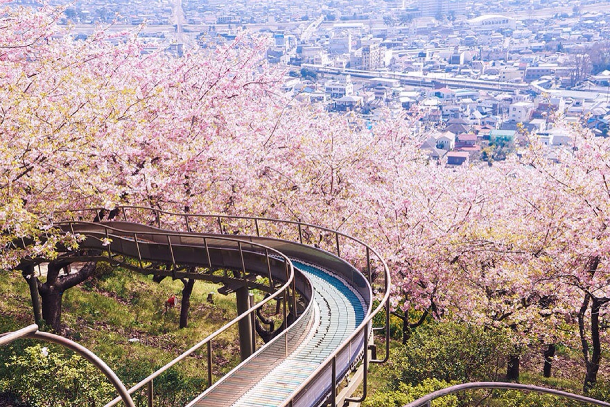 樱花日本