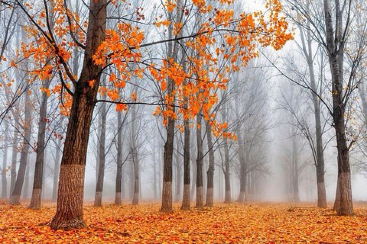 秋天的落叶,是大自然唯美的舞步,更是时间的脚步