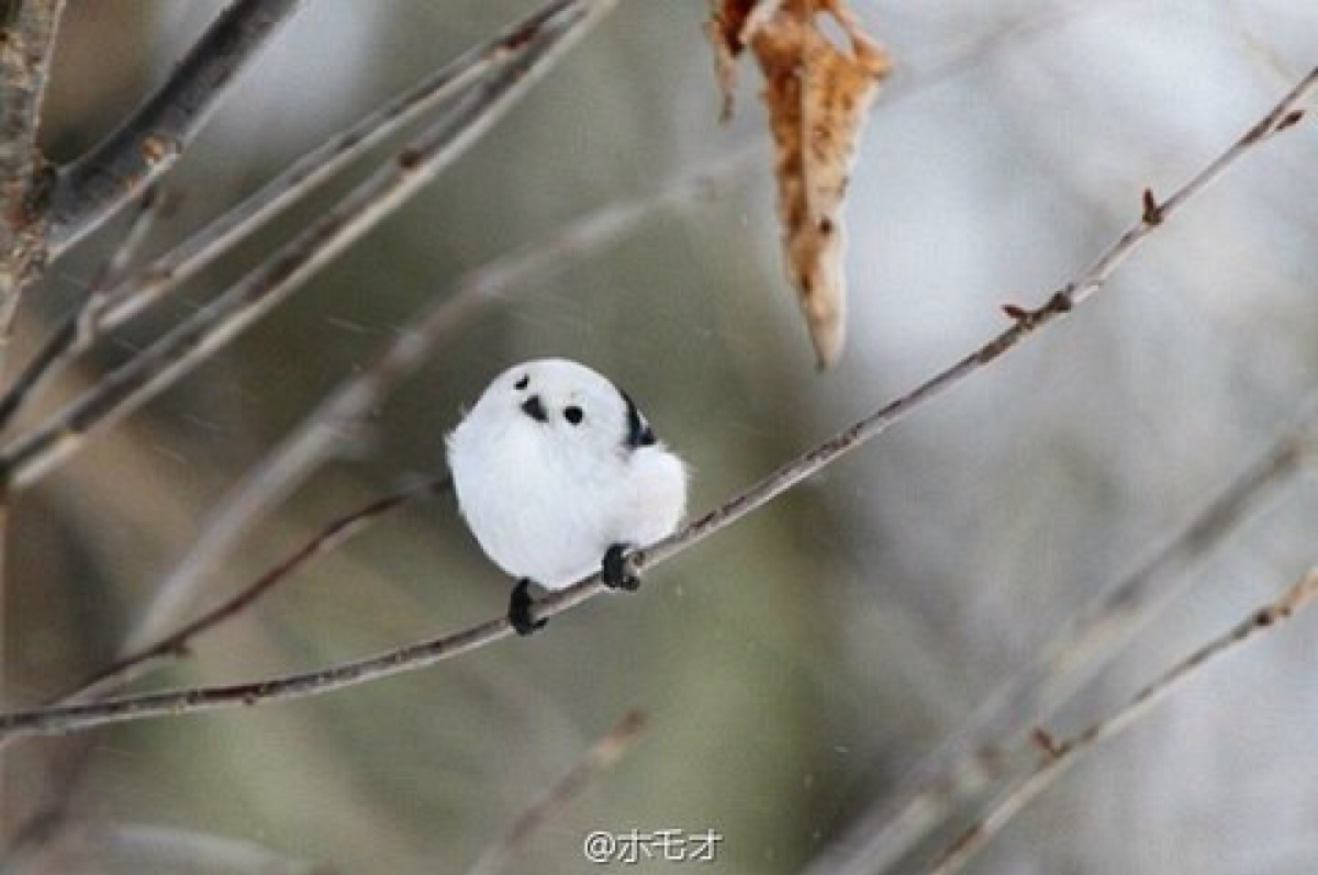 猎鹰上最呆萌的鸟类银喉长尾世界山雀风暴v猎鹰图片