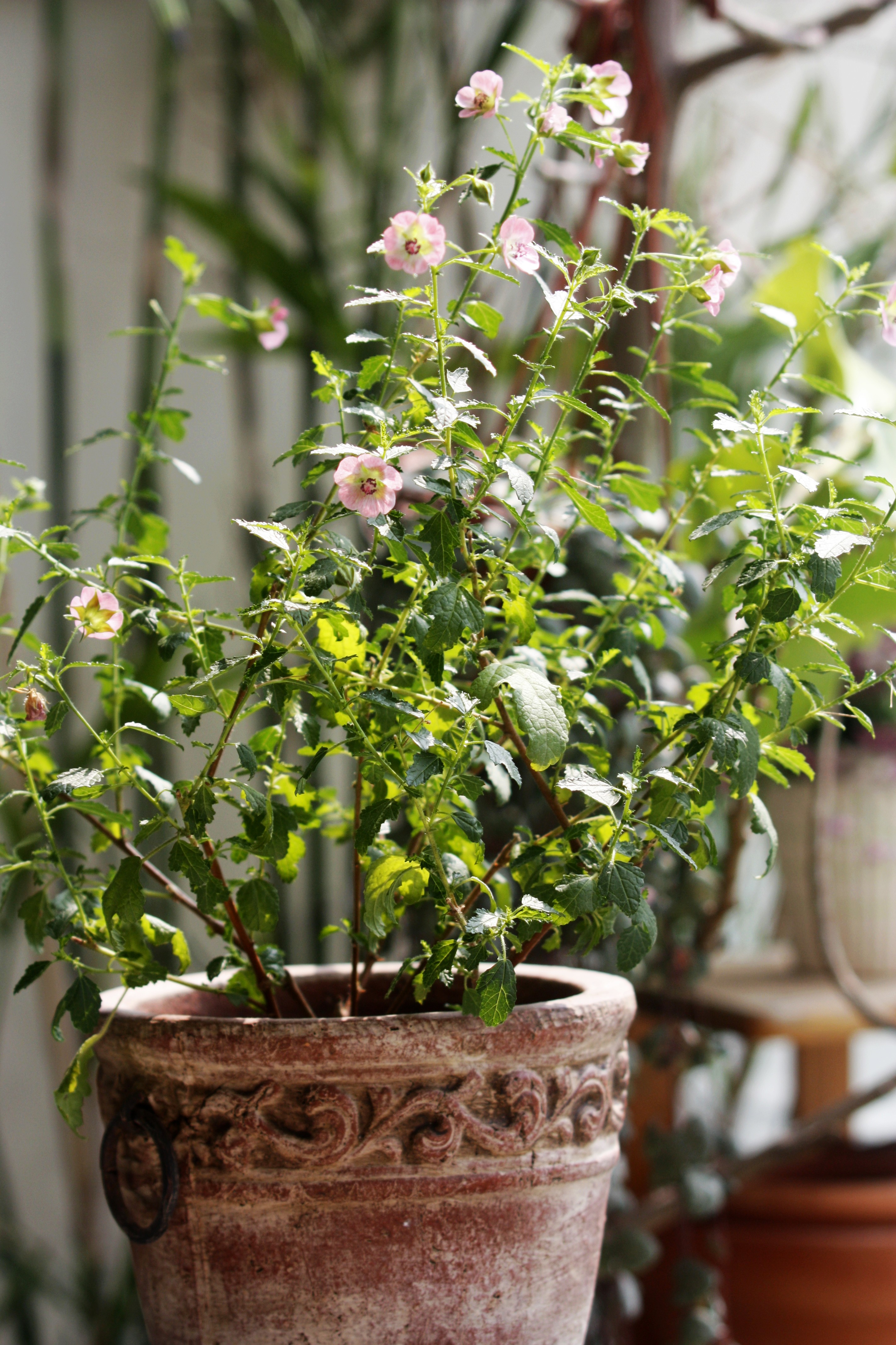 由小木槿开始爱上木本植物.