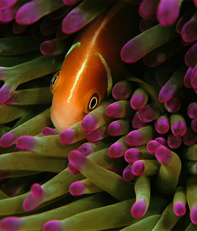 珊瑚鸟的种类有几种图图片