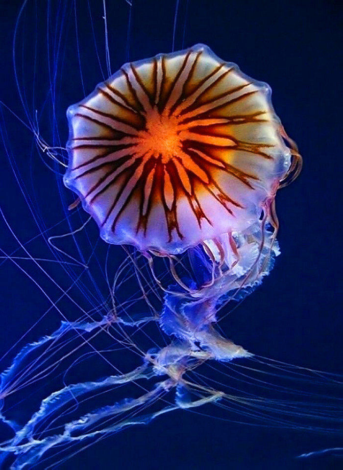 水母.