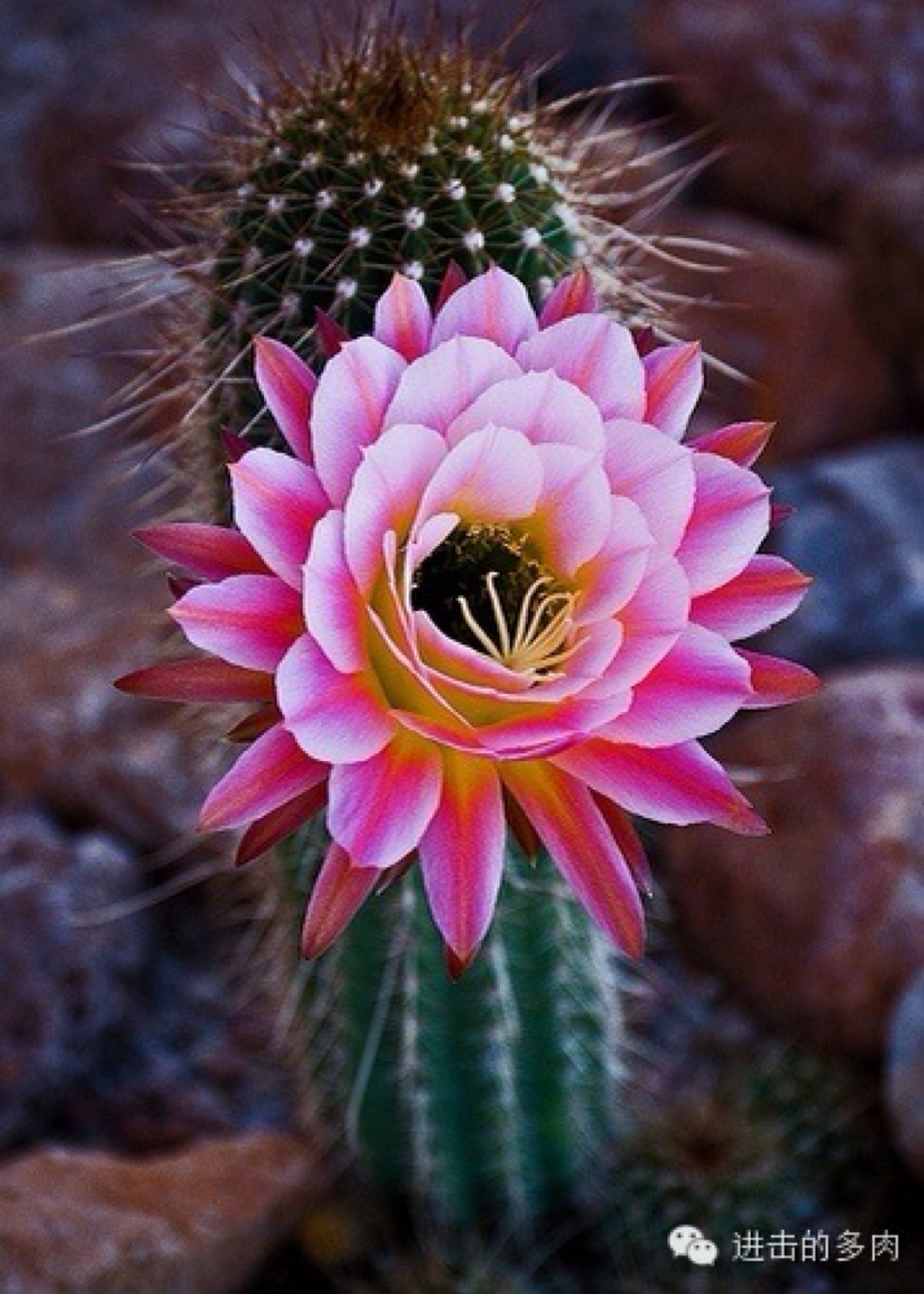 美到惊为天人的仙人掌花