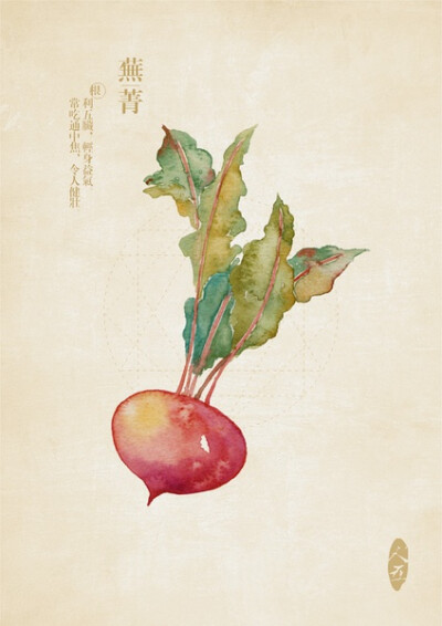 芜菁,实用部分-根 利五脏 轻身益气 常吃通中焦 令人健壮.