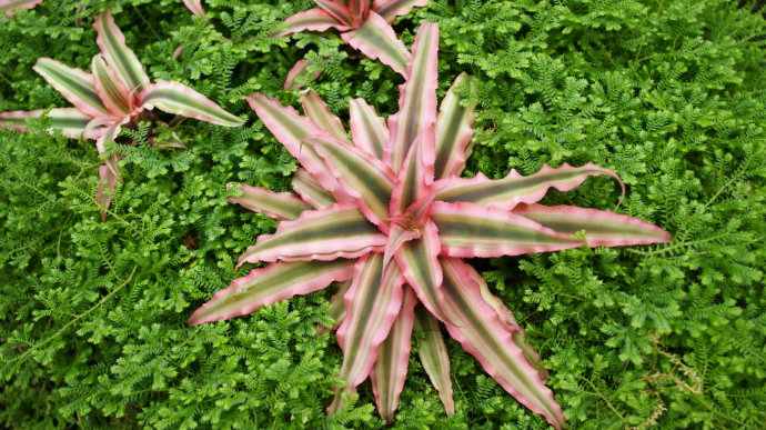 姬凤梨 ——多年生草本 别名:蟹叶姬凤梨,紫锦凤梨 原产地:巴西等南美