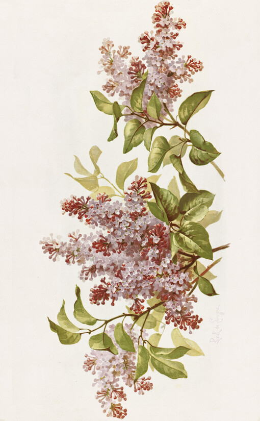 花草,水墨,封面,淡雅,唯美,插画,古风