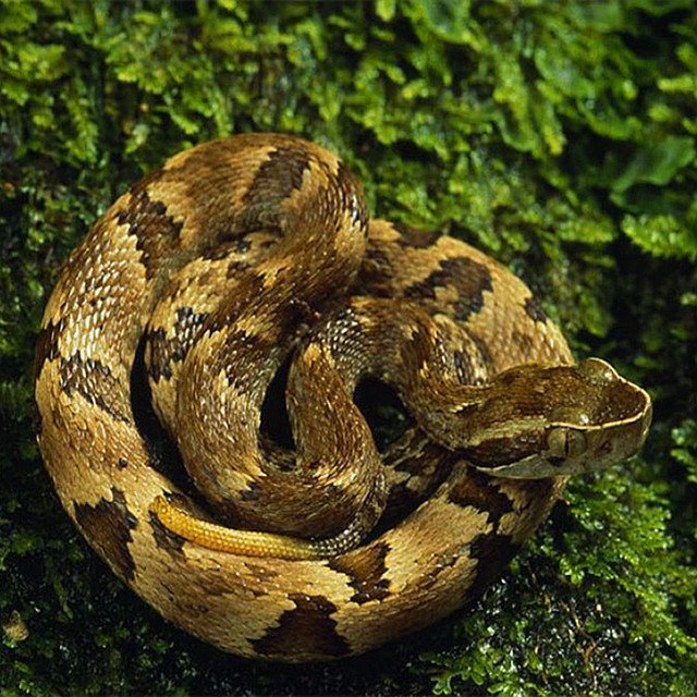 尤卡坦响尾蛇图片