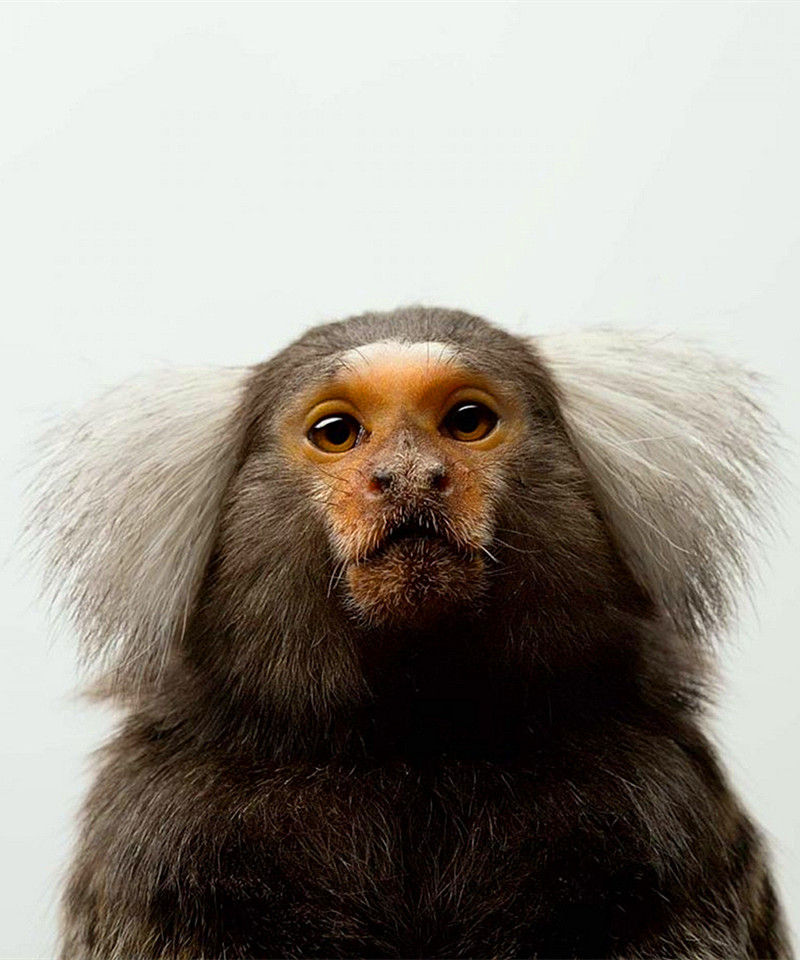 猴子的怪发型