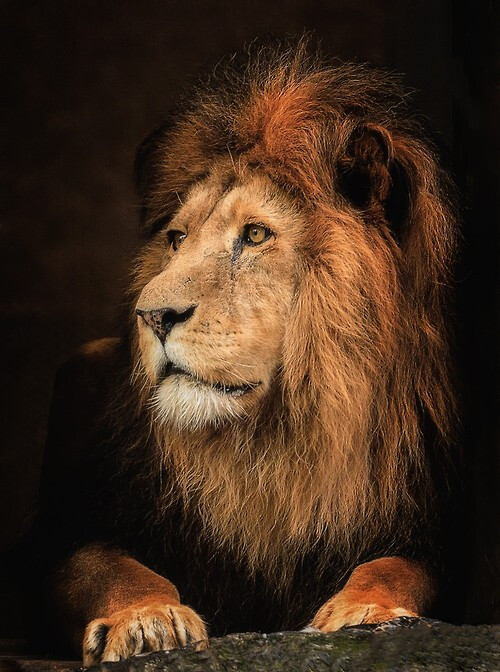 狮王最强图片