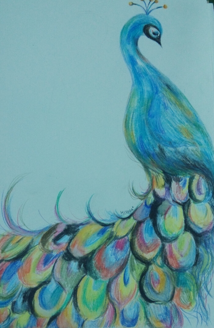 彩铅画,孔雀