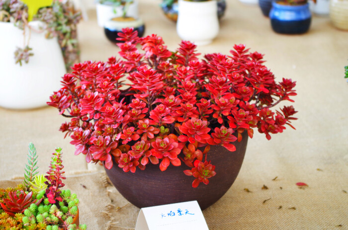 2014上海国际多肉植物展掠影 火焰景天 ( 这个颜色绝了 )
