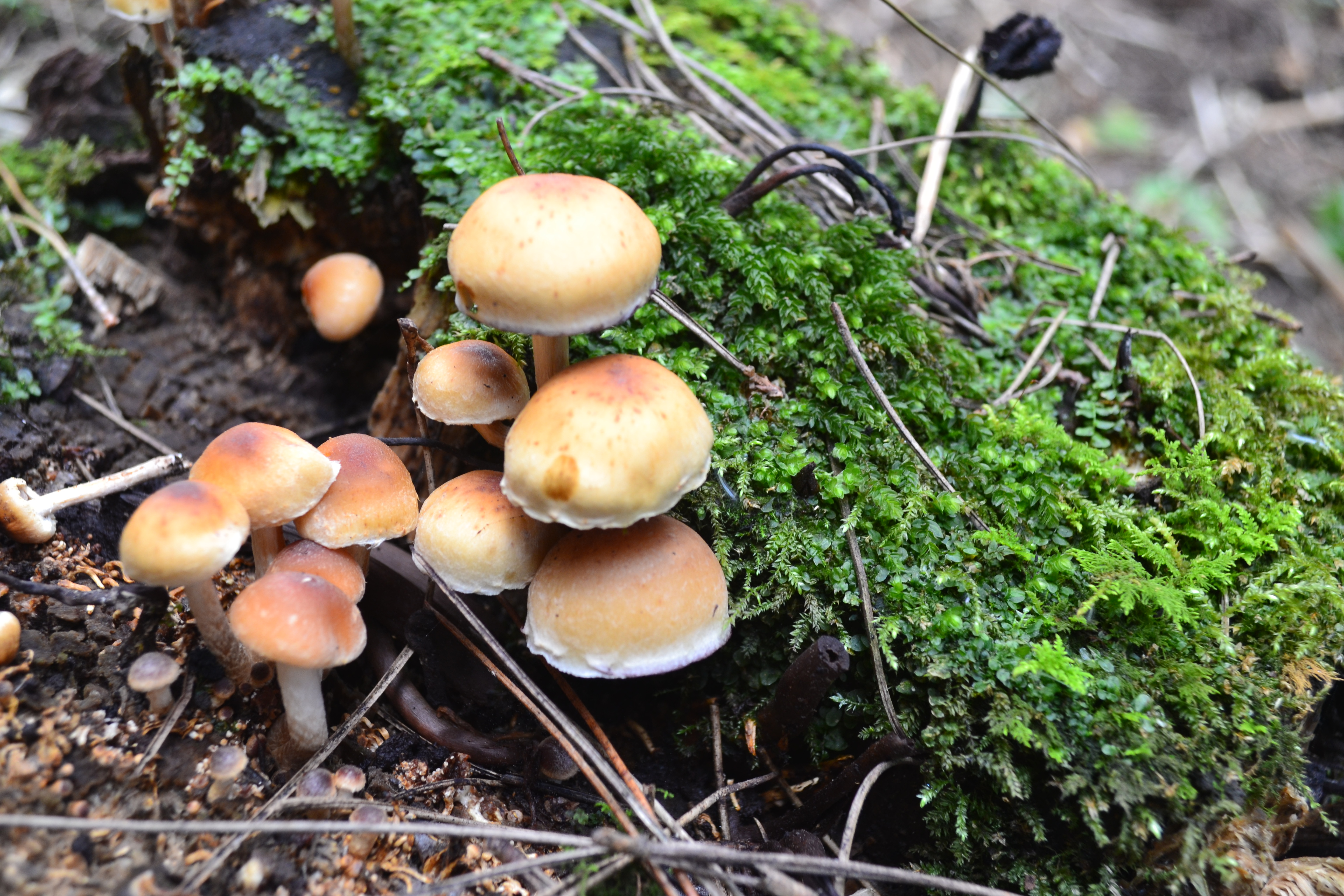 树林里常见的蘑菇图片