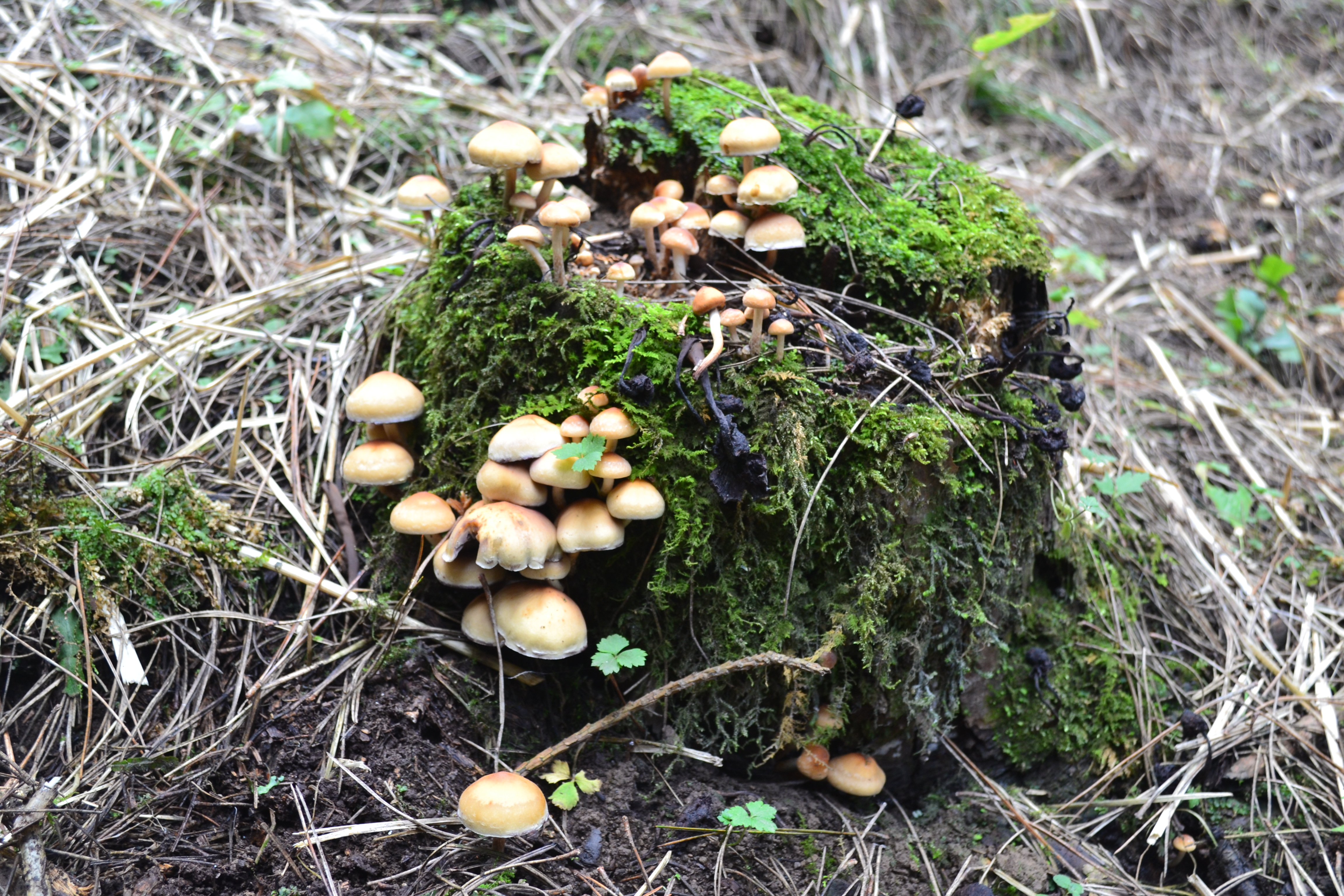 树林里常见的蘑菇图片
