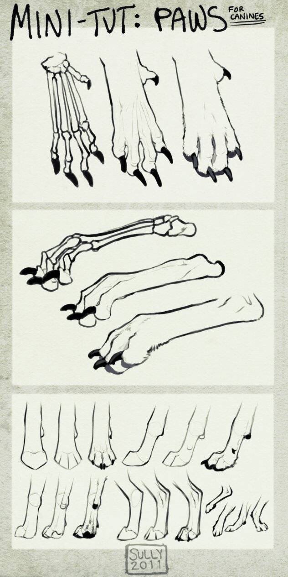 猫爪结构图图片