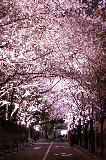 日本东京六本木的樱花大道.