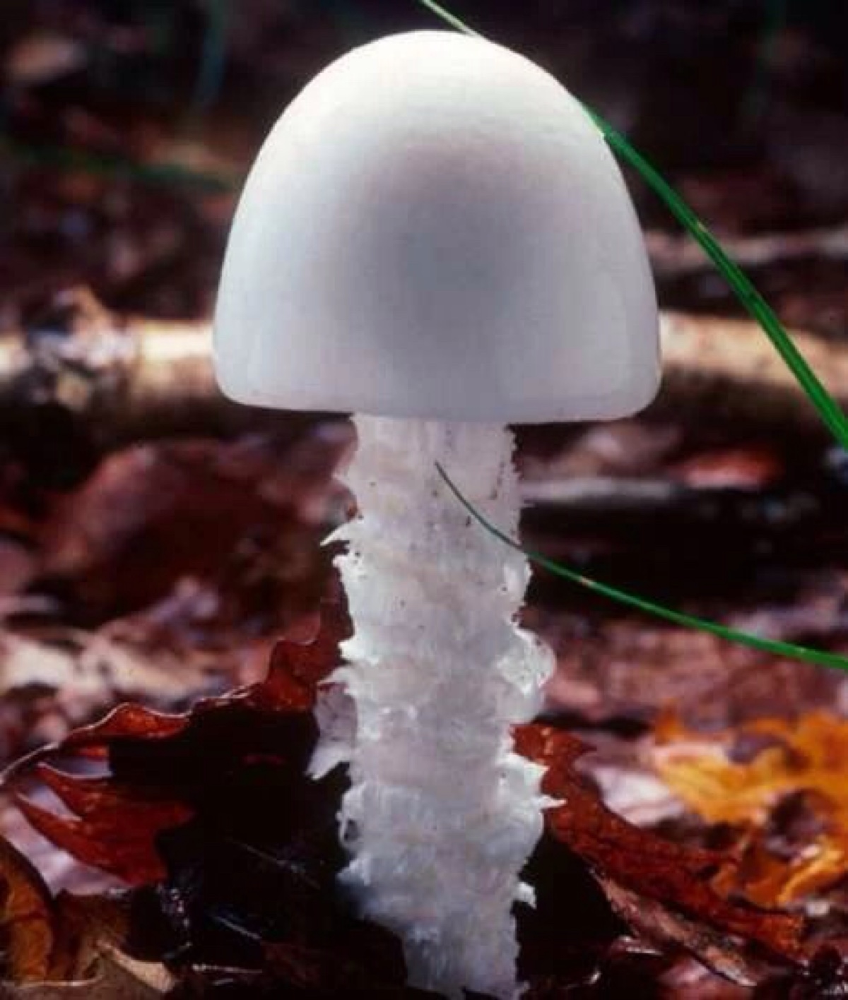 毒蘑菇的照片长什么样图片