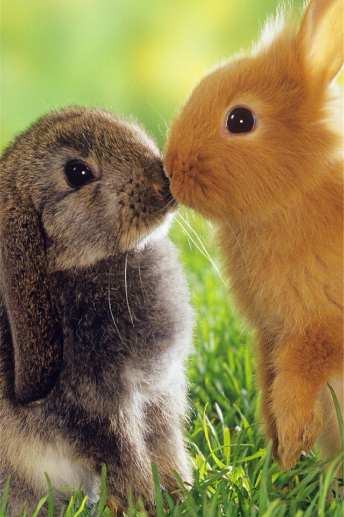 壁纸 锁屏 主屏 小清新 可爱 卖萌 宠物 兔兔 有爱