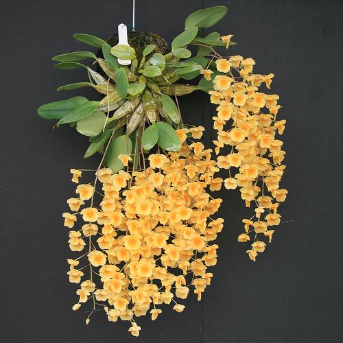 聚石斛 dendrobium lindleyi ,又名"上树虾",隶属顶叶组 dendrobium