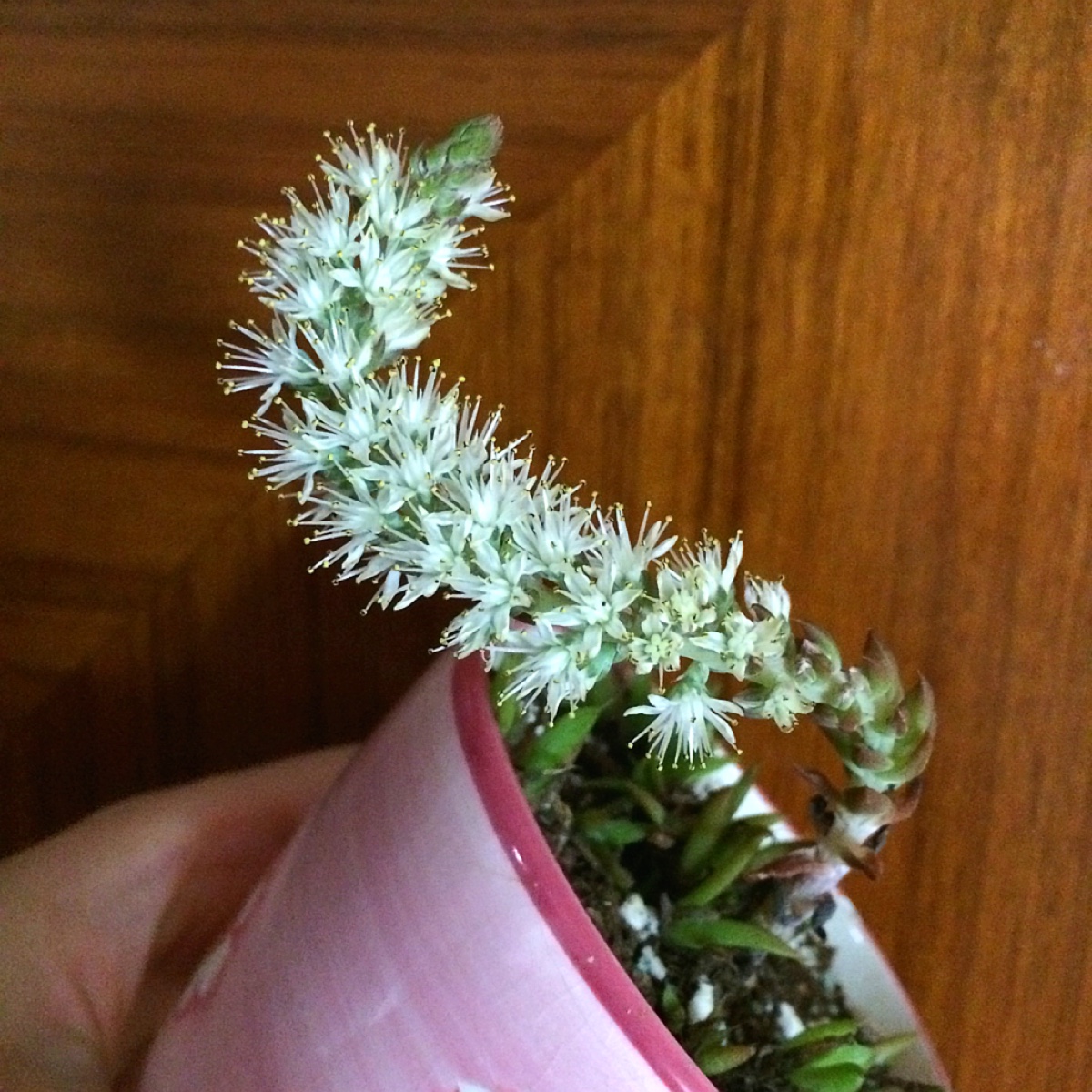 绽放瞬间～瓦松