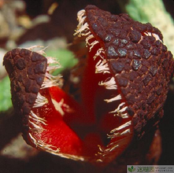 奇怪植物大杂烩 第一季(本文由迷糊园花卉植物主题交友社区[www.