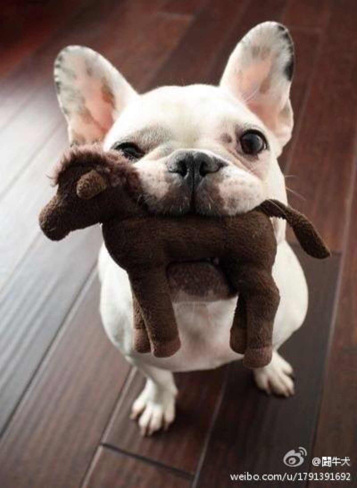 斗牛犬 
