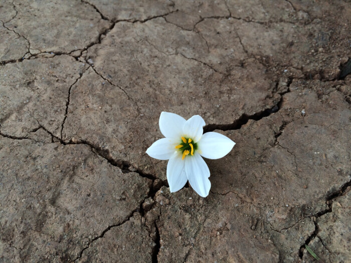 龟裂土地上的小花