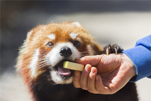 red panda