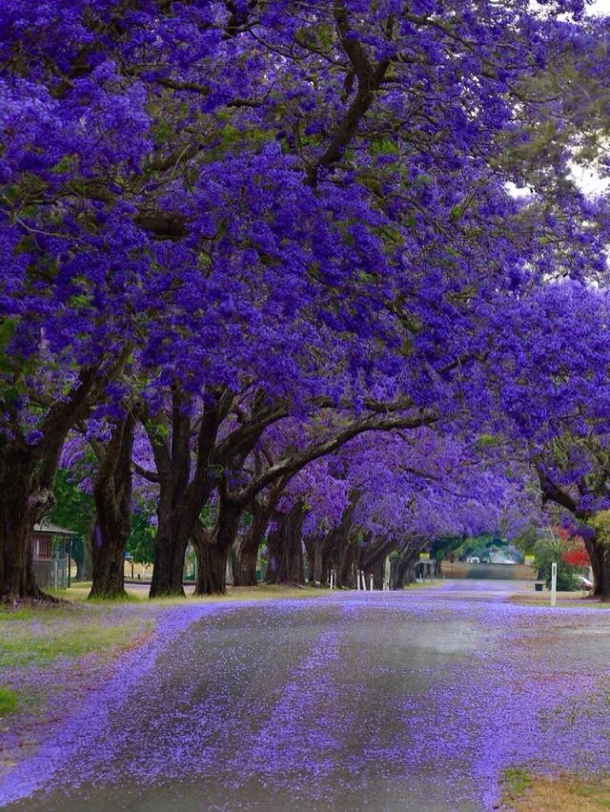 无数的蓝花楹在澳大利亚灿烂绽放,把这个国家变成了一个紫色仙境