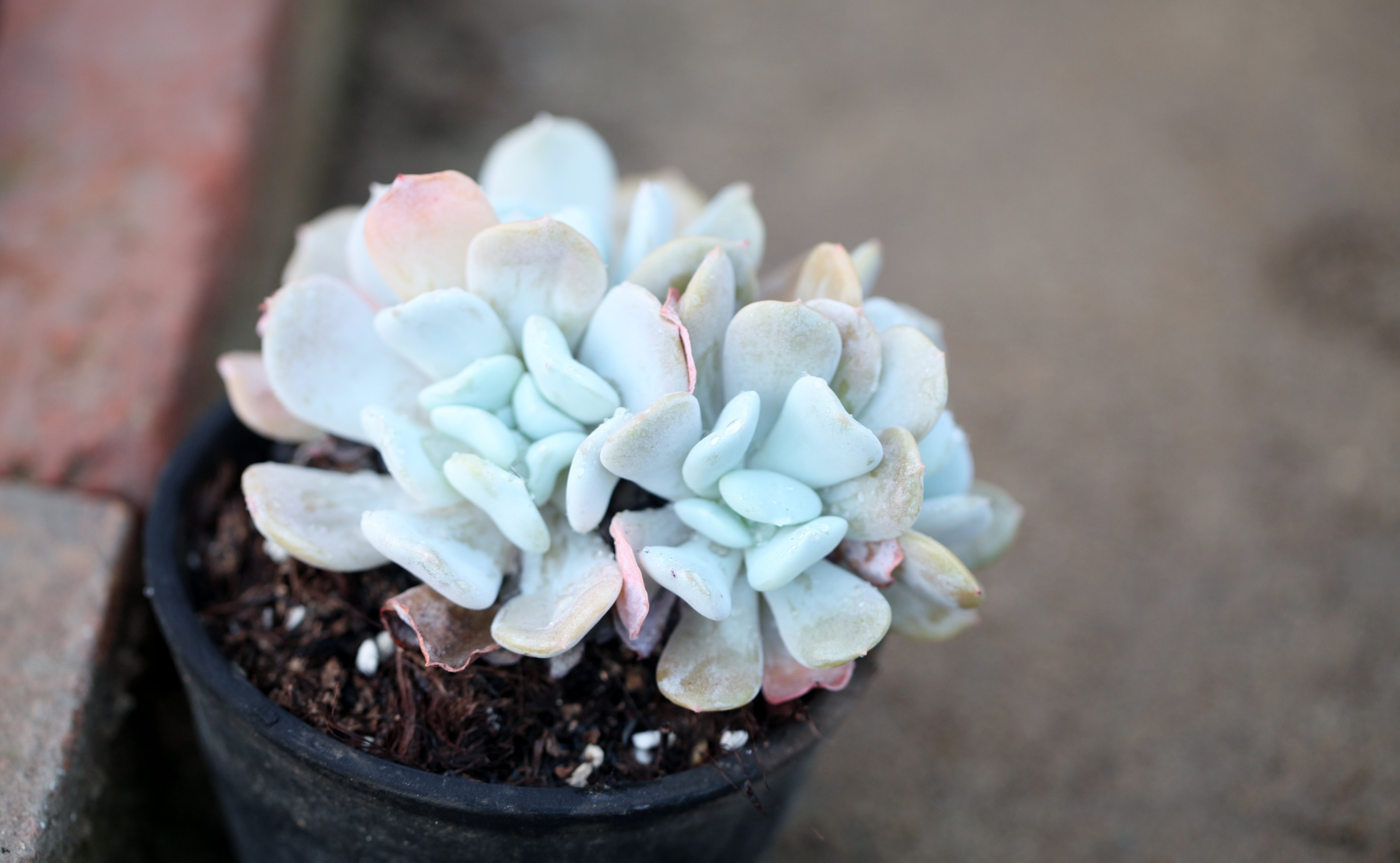 多肉植物 掌上花园--雪莲*特玉莲 静待雪来.