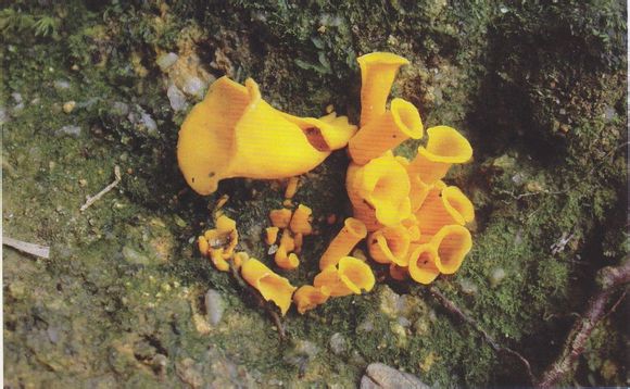 金黄喇叭菌 craterellus aureus