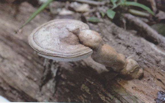 有柄灵芝 ganoderma gibbosum