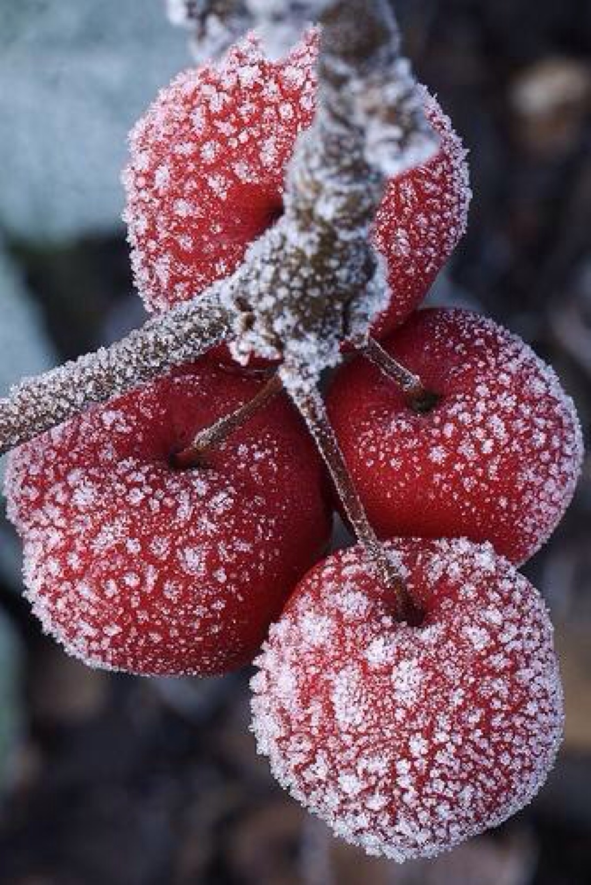 北方冬季时令水果图片