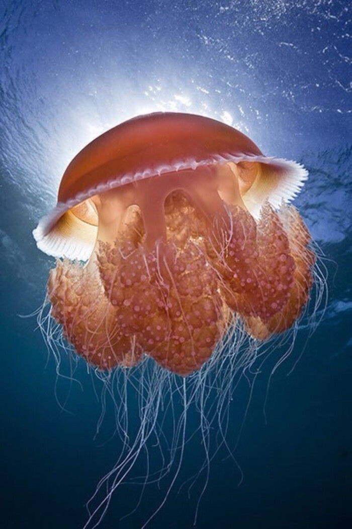 海底生物