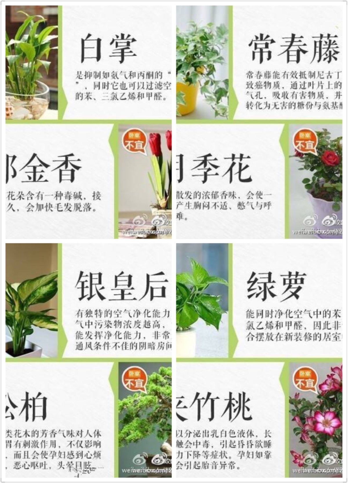 花的用途